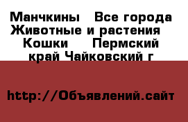 Манчкины - Все города Животные и растения » Кошки   . Пермский край,Чайковский г.